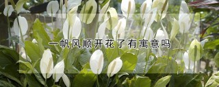 一帆风顺开花了有寓意吗,第1图