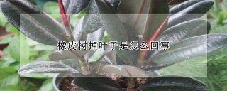 橡皮树掉叶子是怎么回事,第1图