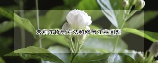 茉莉花修剪方法和修剪注意问题,第1图