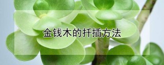 金钱木的扦插方法,第1图