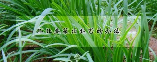 不让韭菜出韭苔的办法,第1图