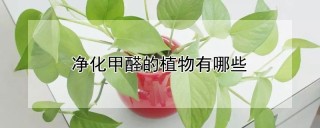 净化甲醛的植物有哪些,第1图