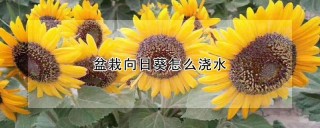 盆栽向日葵怎么浇水,第1图