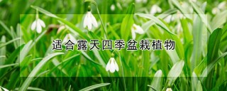 适合露天四季盆栽植物,第1图