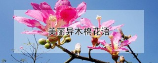 美丽异木棉花语,第1图