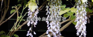 象征冷血无情的花,第1图