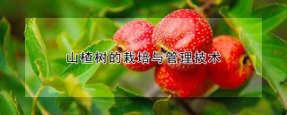 山楂树的栽培与管理技术,第1图