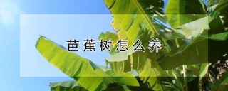 芭蕉树怎么养,第1图