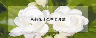 茉莉花什么季节开放,第1图