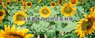 油葵最晚几月份还能种植,第1图