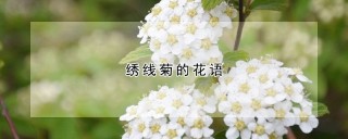 绣线菊的花语,第1图