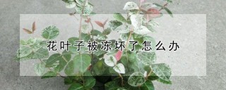 花叶子被冻坏了怎么办,第1图