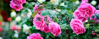 玫瑰花怎么种,第1图