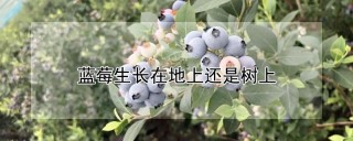 蓝莓生长在地上还是树上,第1图