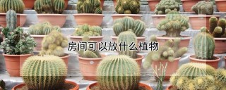 房间可以放什么植物,第1图