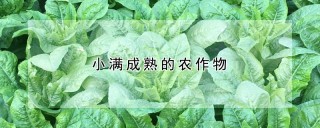 小满成熟的农作物,第1图