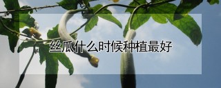 丝瓜什么时候种植最好,第1图