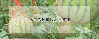 吊西瓜种植技术与管理,第1图