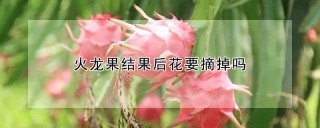 火龙果结果后花要摘掉吗,第1图