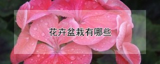 花卉盆栽有哪些,第1图