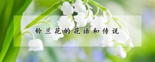 铃兰花的花语和传说,第1图