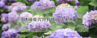 绣球花几月扦插成活率高,第1图