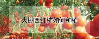 大棚西红柿如何种植,第1图