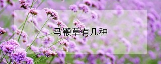 马鞭草有几种,第1图