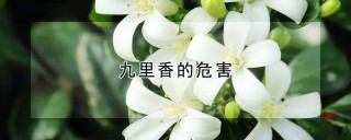 九里香的危害,第1图