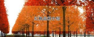 红枫品种介绍,第1图