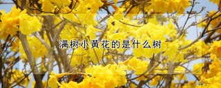 满树小黄花的是什么树,第1图