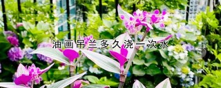 油画吊兰多久浇一次水,第1图