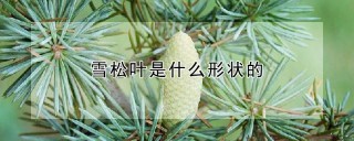 雪松叶是什么形状的,第1图