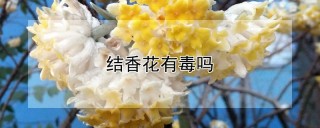 结香花有毒吗,第1图