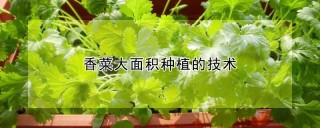 香菜大面积种植的技术,第1图