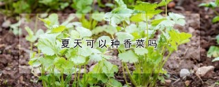 夏天可以种香菜吗,第1图