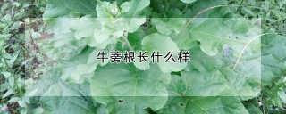 牛蒡根长什么样,第1图