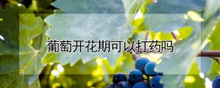 葡萄开花期可以打药吗,第1图