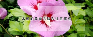 木槿的养殖方法和注意事项,第1图