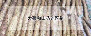 大薯和山药的区别,第1图