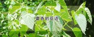 藿香的花语,第1图