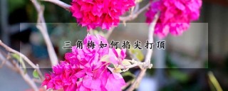 三角梅如何掐尖打顶,第1图