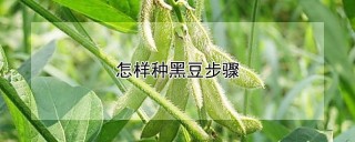 怎样种黑豆步骤,第1图