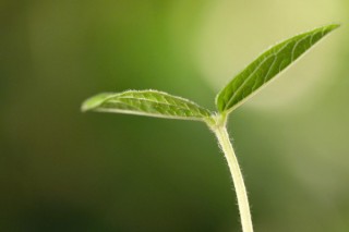 植物的生长过程,第2图