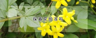 探春花怕冻吗,第1图