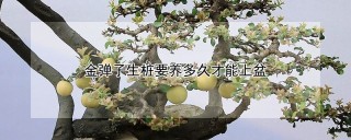 金弹子生桩要养多久才能上盆,第1图