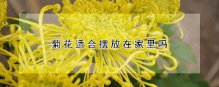 菊花适合摆放在家里吗,第1图