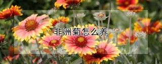 非洲菊怎么养,第1图