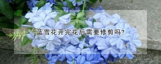 蓝雪花开完花后需要修剪吗?,第1图