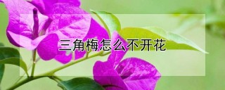 三角梅怎么不开花,第1图